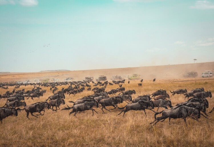 going on safari in the maasai mara