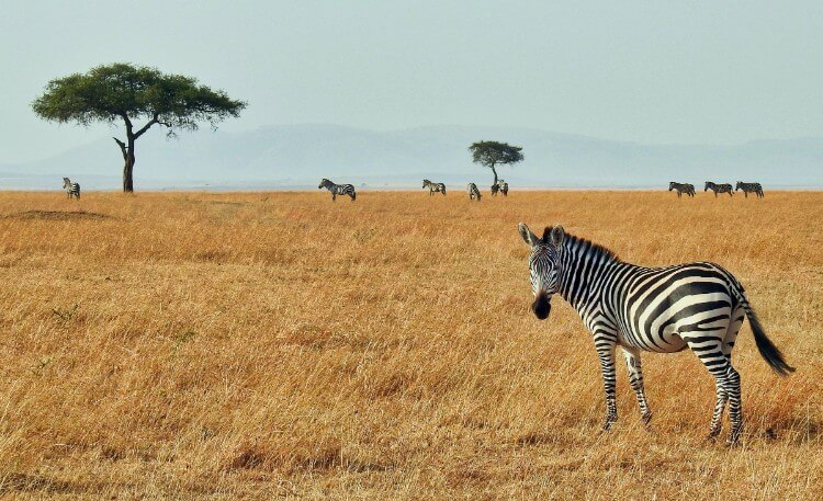 going on safari in the maasai mara